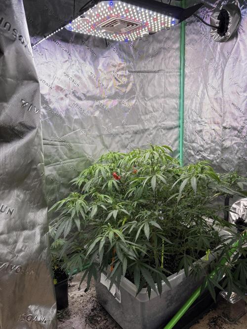 10th planet run by ethos. Week 8