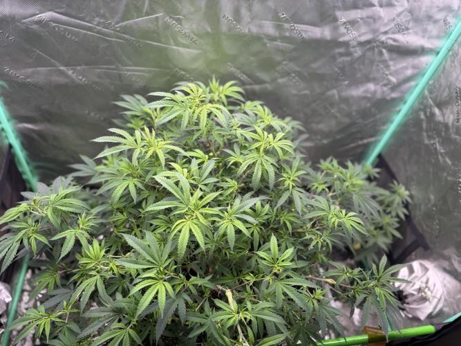 10th planet run by ethos. Week 8