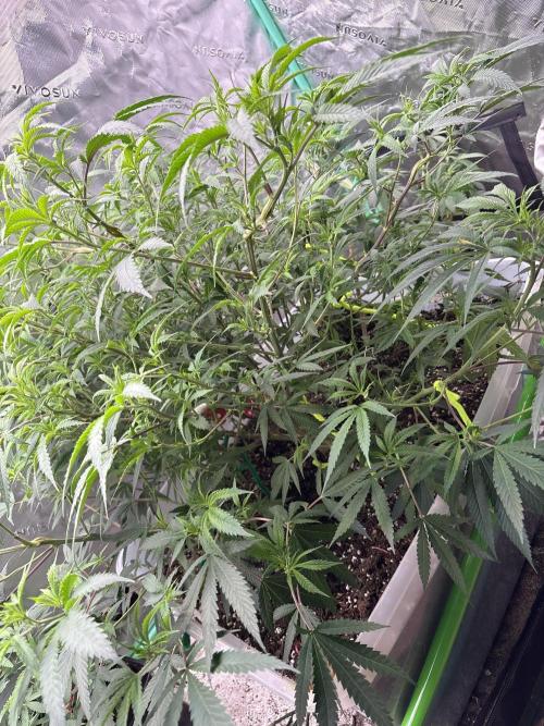 10th planet run by ethos. Week 8