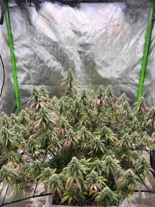 10th planet run by ethos. Week 6