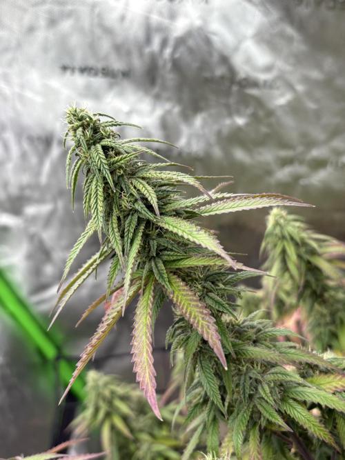 10th planet run by ethos. Week 6