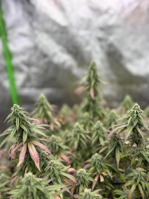 10th planet run by ethos. Week 6