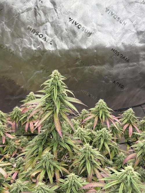 10th planet run by ethos. Week 6