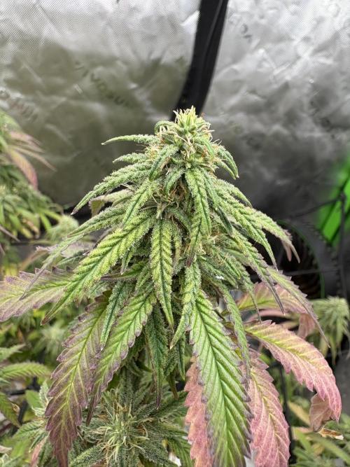 10th planet run by ethos. Week 6