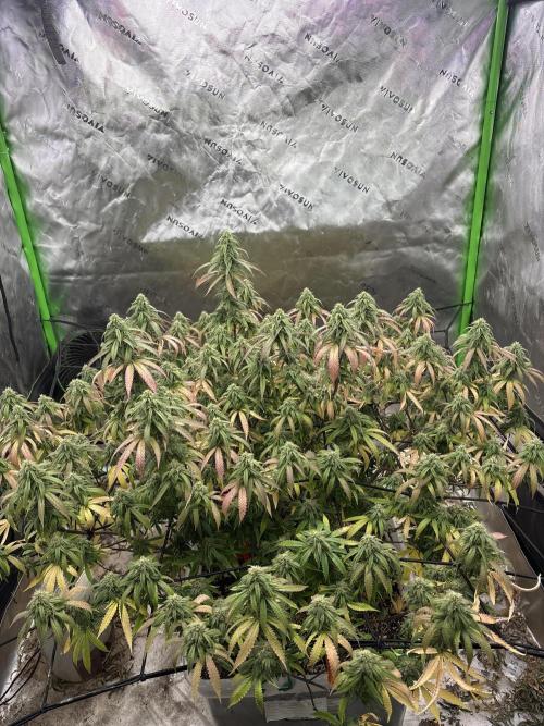 10th planet run by ethos. Week 6