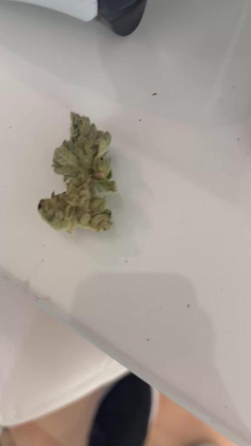 My first grow