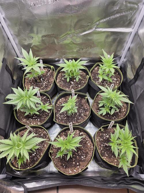 Elu´s new Grow Setup 1st Run : ). Week 2 - Day 14 Vegi
