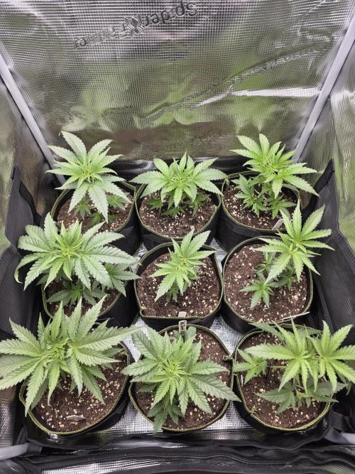 Elu´s new Grow Setup 1st Run : ). Week 3 - Day 15 Vegi