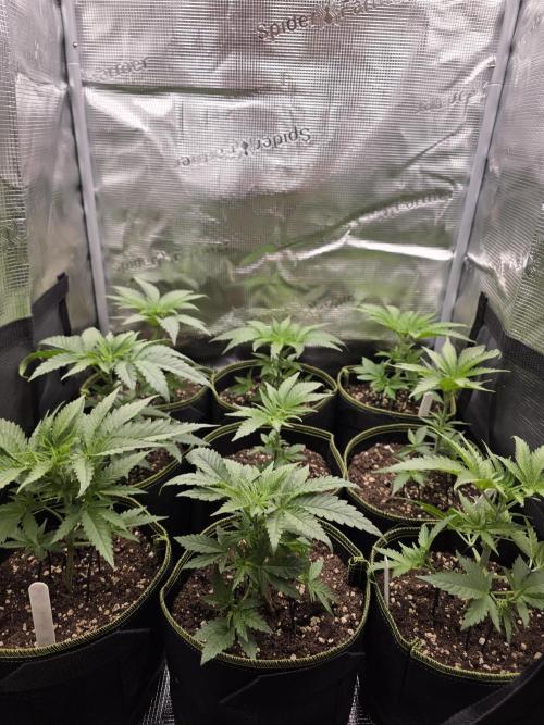 Elu´s new Grow Setup 1st Run : ). Week 3 - Day 15 Vegi