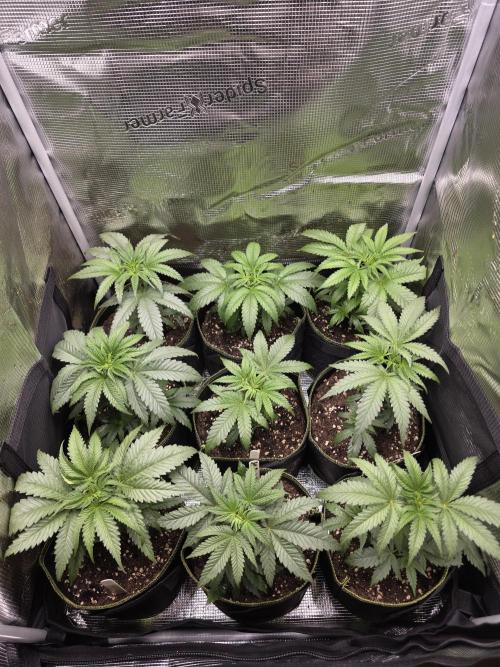Elu´s new Grow Setup 1st Run : ). Week 3 - Day 16 Vegi