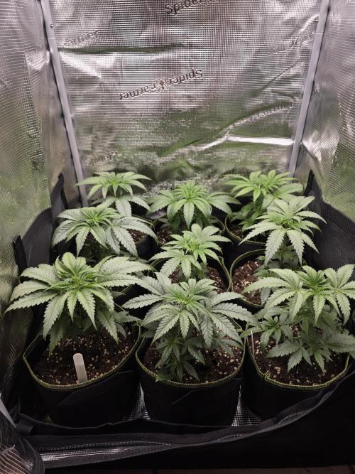 Elu´s new Grow Setup 1st Run : ). Week 3 - Day 16 Vegi