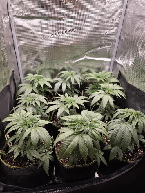 Elu´s new Grow Setup 1st Run : ). Week 3 - Day 17 Vegi