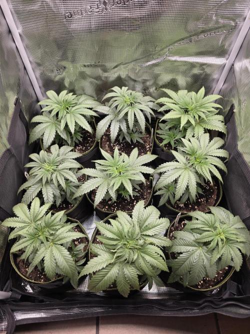 Elu´s new Grow Setup 1st Run : ). Week 3 - Day 17 Vegi 
