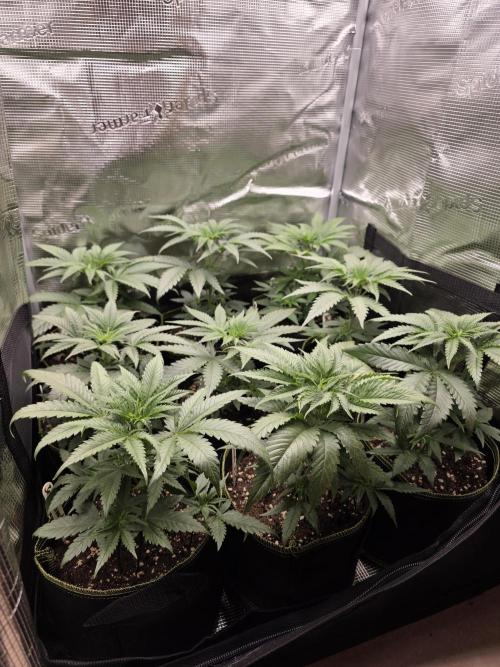 Elu´s new Grow Setup 1st Run : ). Week 3 - Day 18 Vegi 