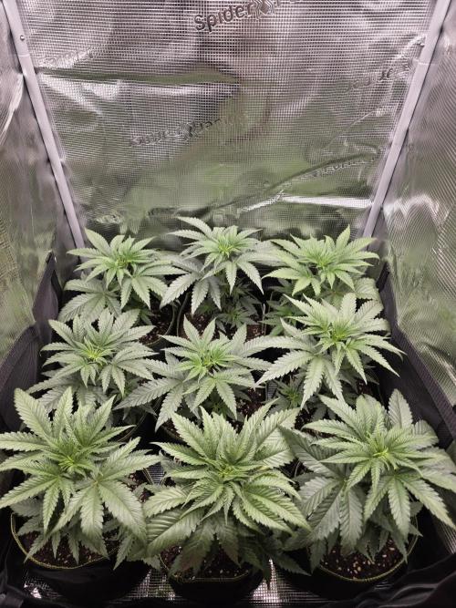 Elu´s new Grow Setup 1st Run : ). Week 3 - Day 18 Vegi
