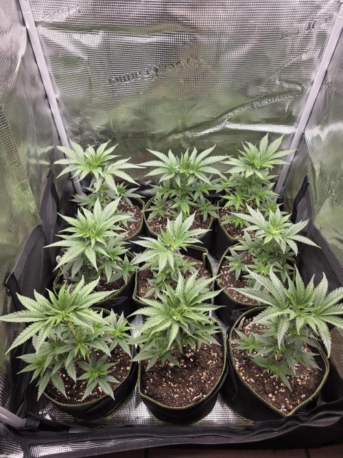 Elu´s new Grow Setup 1st Run : ). Week 3 - Day 19 Vegi