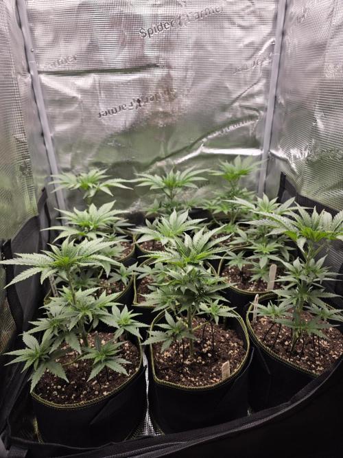 Elu´s new Grow Setup 1st Run : ). Week 3 - Day 19 Vegi 