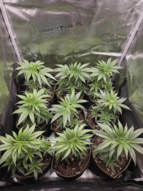 Elu´s new Grow Setup 1st Run : ). Week 3 - Day 20 Vegi