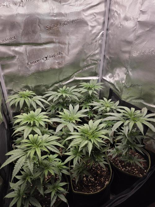 Elu´s new Grow Setup 1st Run : ). Week 3 - Day 21 Vegi 