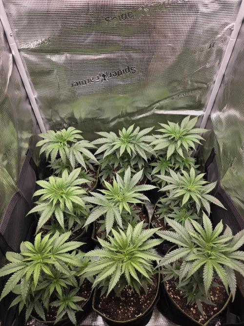 Elu´s new Grow Setup 1st Run : ). Week 3 - Day 21 Vegi 
