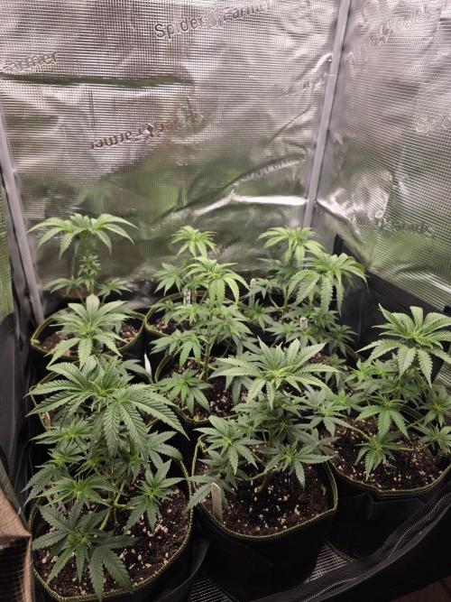 Elu´s new Grow Setup 1st Run : ). Week 4 - Day 22 Vegi 