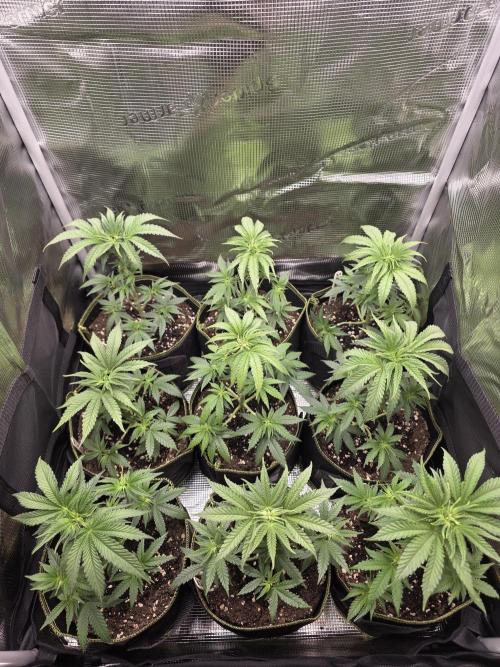 Elu´s new Grow Setup 1st Run : ). Week 4 - Day 22 Vegi 