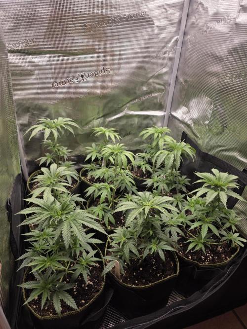 Elu´s new Grow Setup 1st Run : ). Week 4 - Day 23 Vegi 