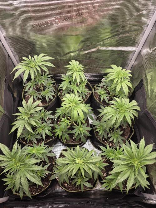 Elu´s new Grow Setup 1st Run : ). Week 4 - Day 23 Vegi 