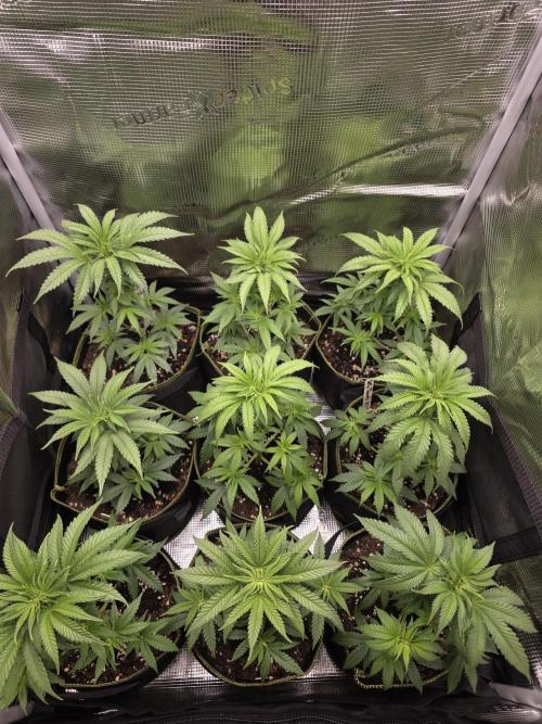 Elu´s new Grow Setup 1st Run : ). Week 4 - Day 24 Vegi