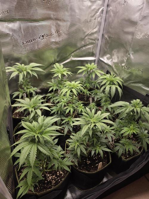 Elu´s new Grow Setup 1st Run : ). Week 4 - Day 24 Vegi
