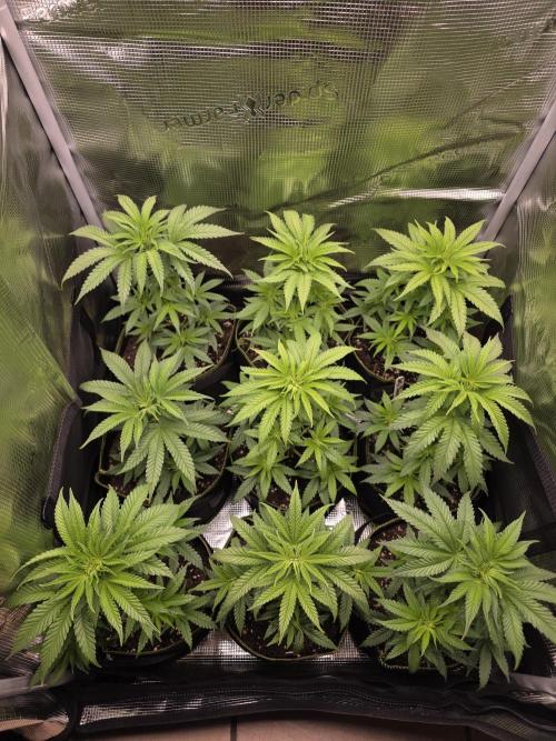 Elu´s new Grow Setup 1st Run : ). Week 4 - Day 25 Vegi