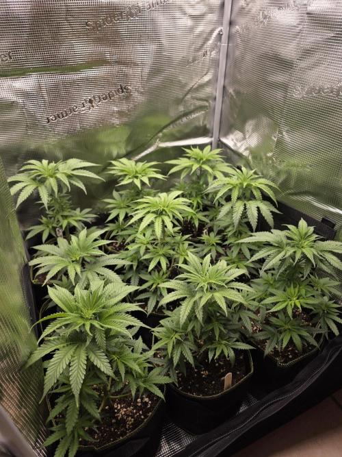 Elu´s new Grow Setup 1st Run : ). Week 4 - Day 25 Vegi