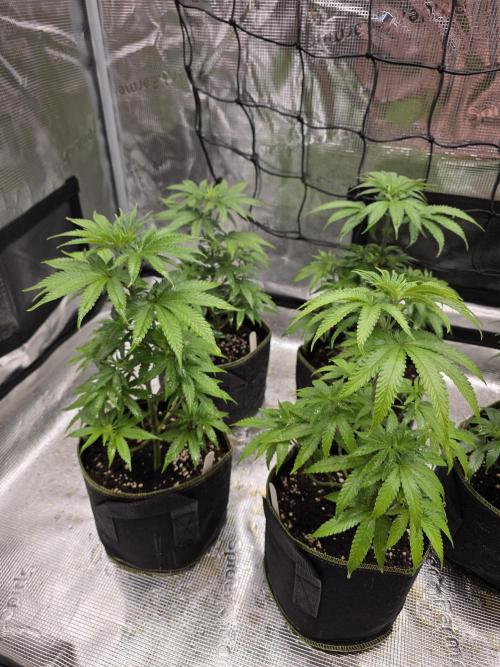 Elu´s new Grow Setup 1st Run : ). Week 5