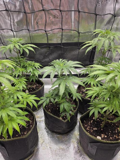 Elu´s new Grow Setup 1st Run : ). Week 5