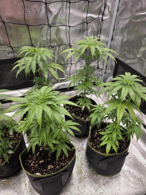 Elu´s new Grow Setup 1st Run : ). Week 5