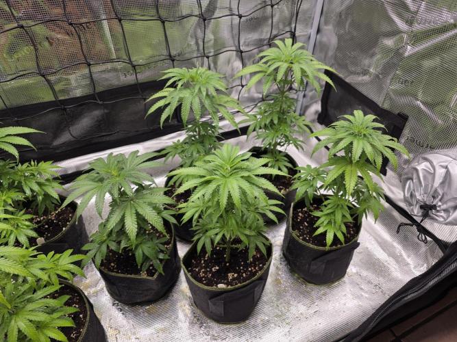 Elu´s new Grow Setup 1st Run : ). Week 5