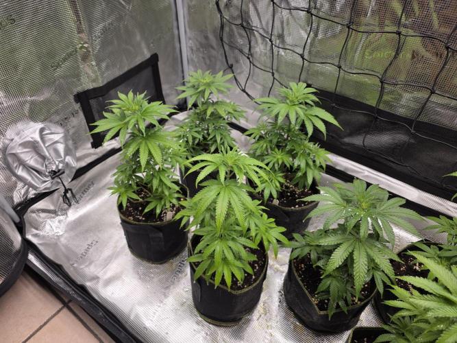 Elu´s new Grow Setup 1st Run : ). Week 5