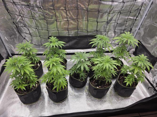 Elu´s new Grow Setup 1st Run : ). Week 5