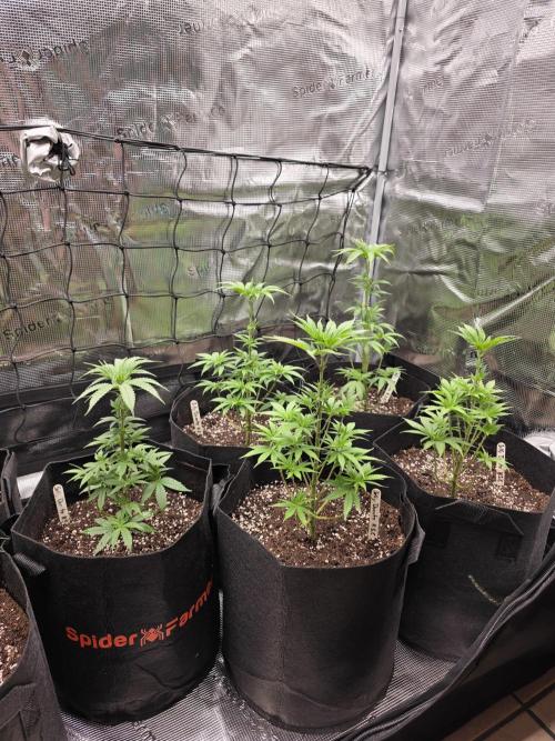 Elu´s new Grow Setup 1st Run : ). Week 5