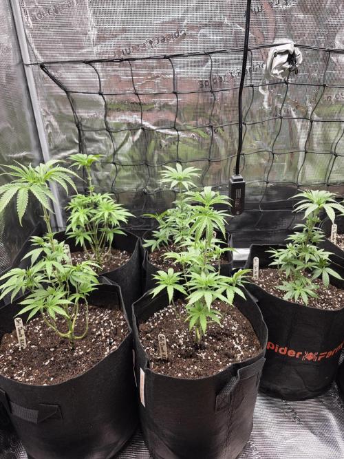 Elu´s new Grow Setup 1st Run : ). Week 5