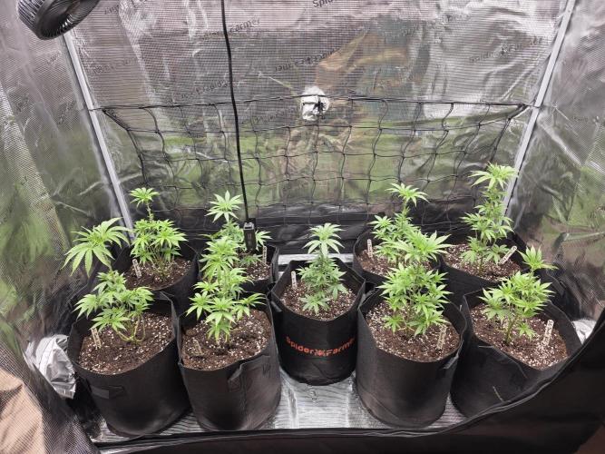 Elu´s new Grow Setup 1st Run : ). Week 5