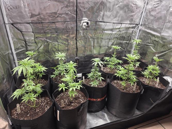 Elu´s new Grow Setup 1st Run : ). Week 5
