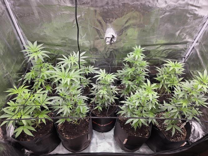 Eluยดs new Grow Setup 1st Run : ). Week 6