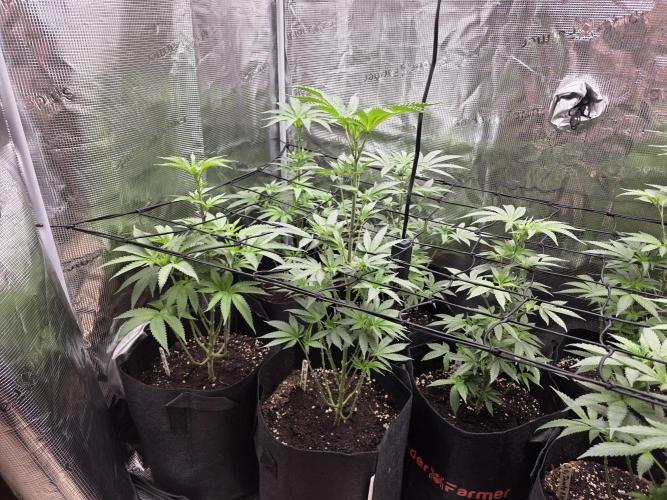 Eluยดs new Grow Setup 1st Run : ). Week 6