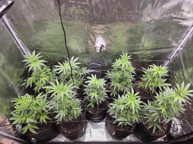 Eluยดs new Grow Setup 1st Run : ). Week 6