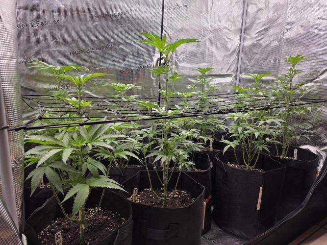 Eluยดs new Grow Setup 1st Run : ). Week 6