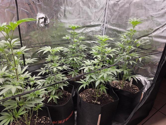 Eluยดs new Grow Setup 1st Run : ). Week 6