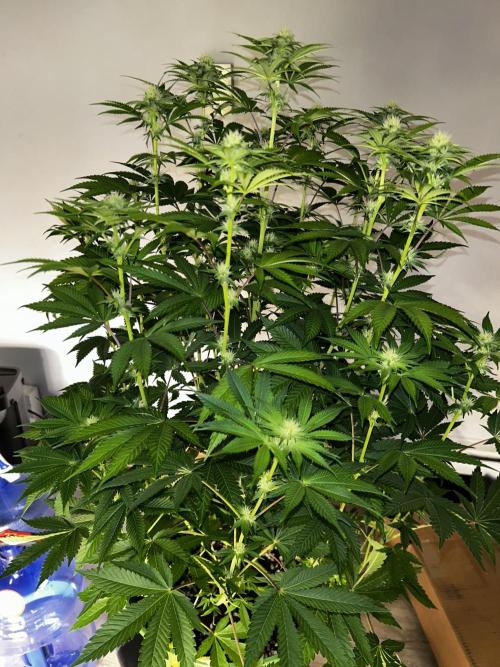 Mix pack 42fastbus. Week 4