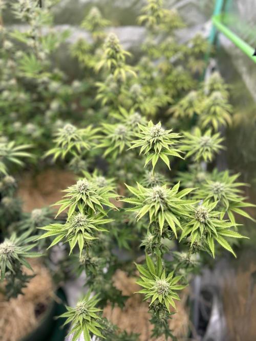 Mix pack 42fastbus. Week 5 - H