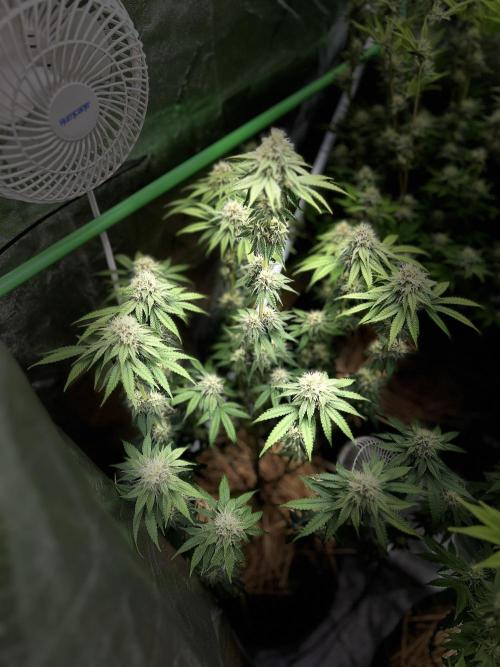 Mix pack 42fastbus. Week 5 - I